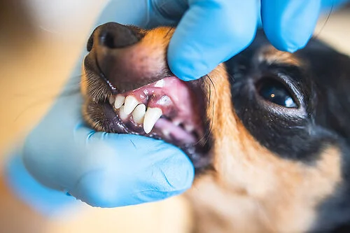 Professional teeth cleaning service in comfortable home setting