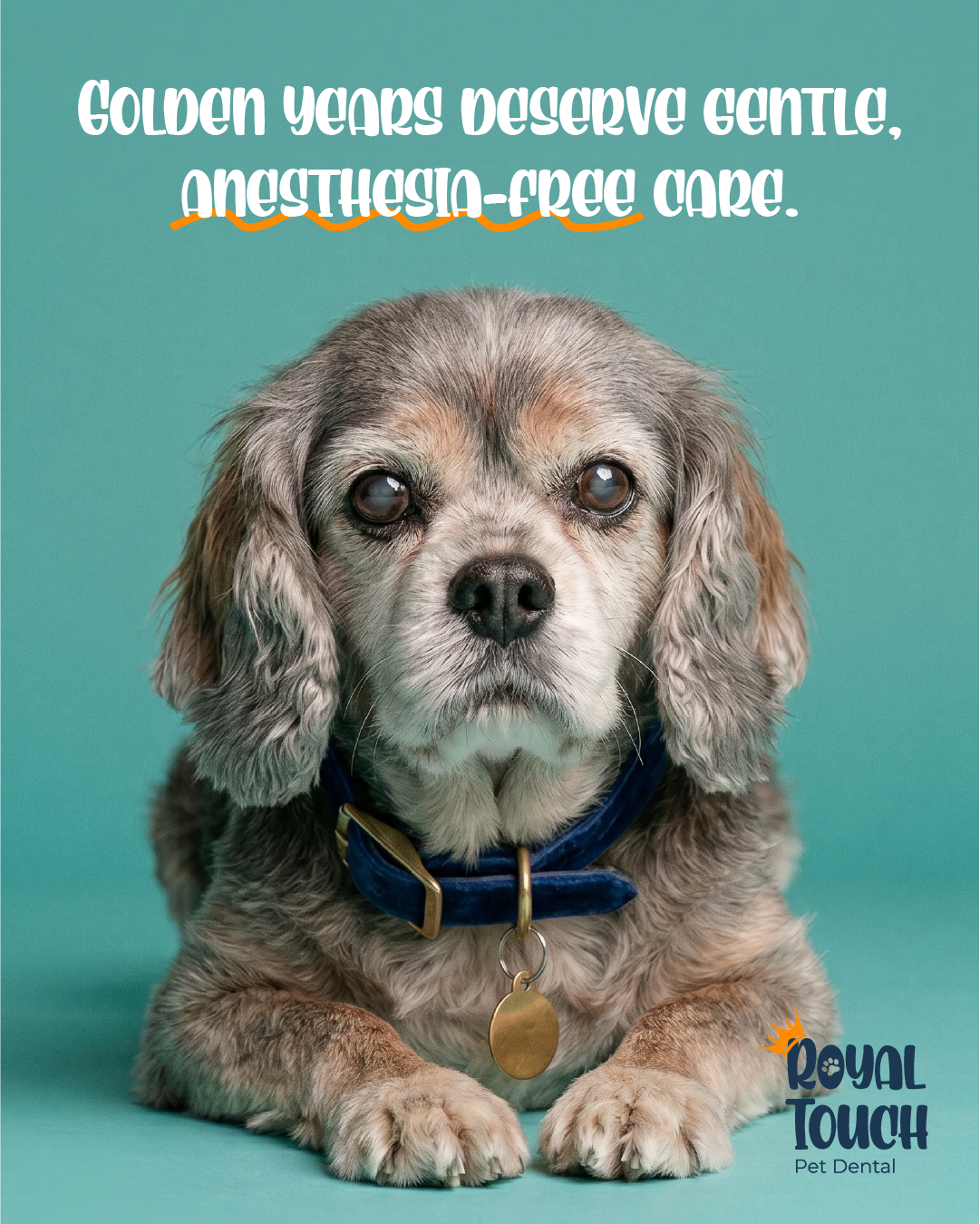 Dental Care for Senior Pets