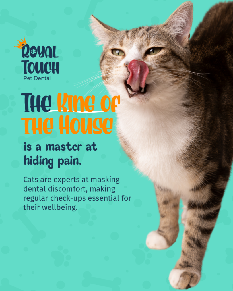 Cat dental care
