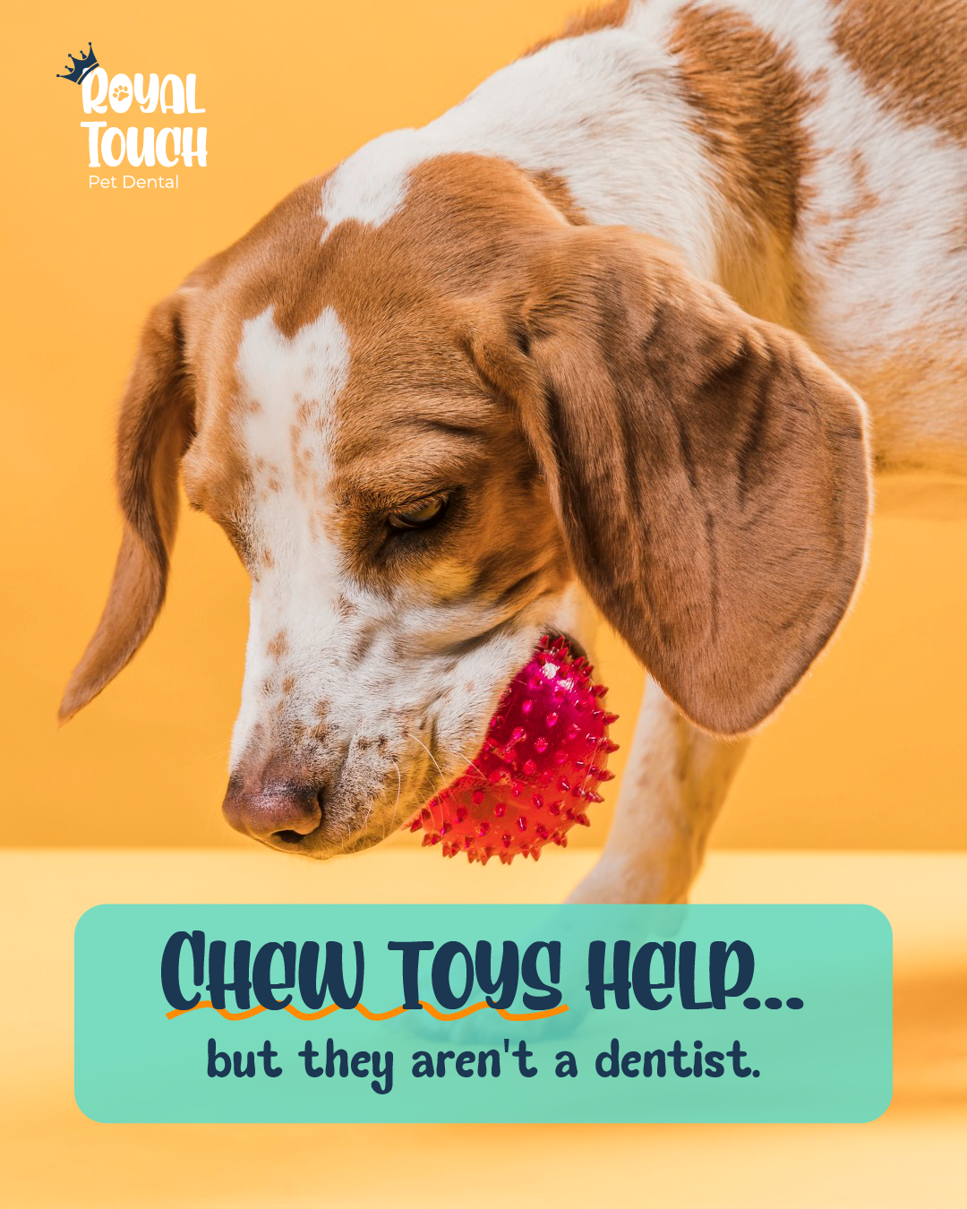 The Best (and Worst) Chews for Dental Health