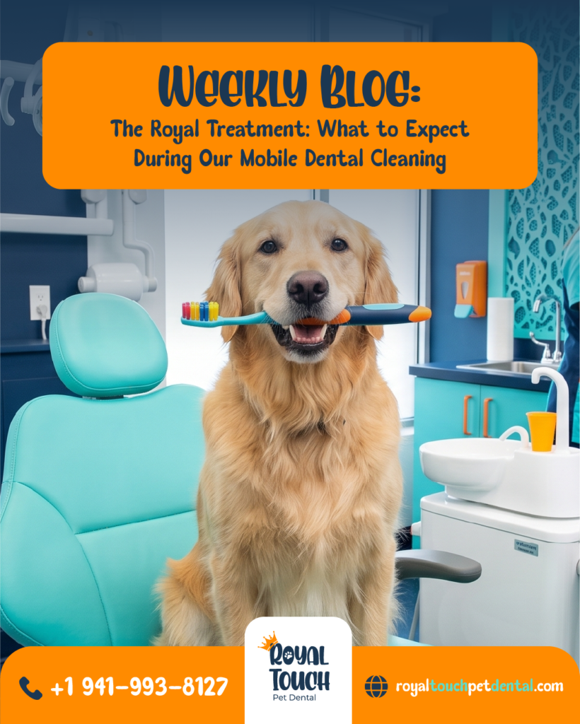 The Royal Treatment: What to Expect During Our Mobile Dental Cleaning