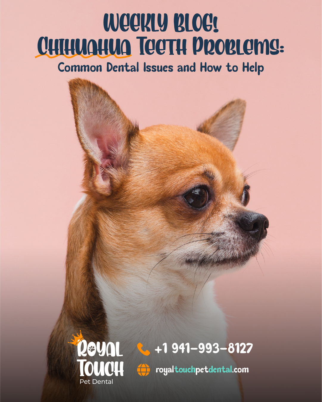 Chihuahua Teeth Problems: Common Dental Issues and How to Help
