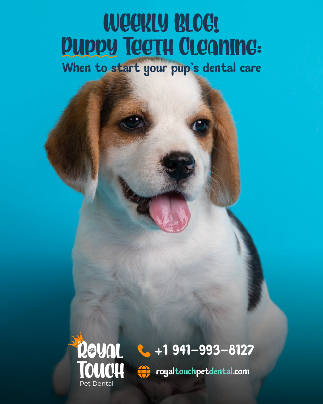 Puppy Teeth Cleaning: When to Start Your Pup's Dental Care