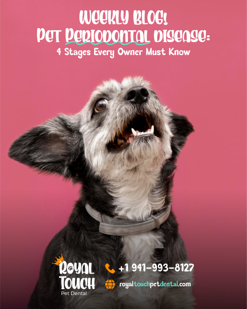 Pet Periodontal disease