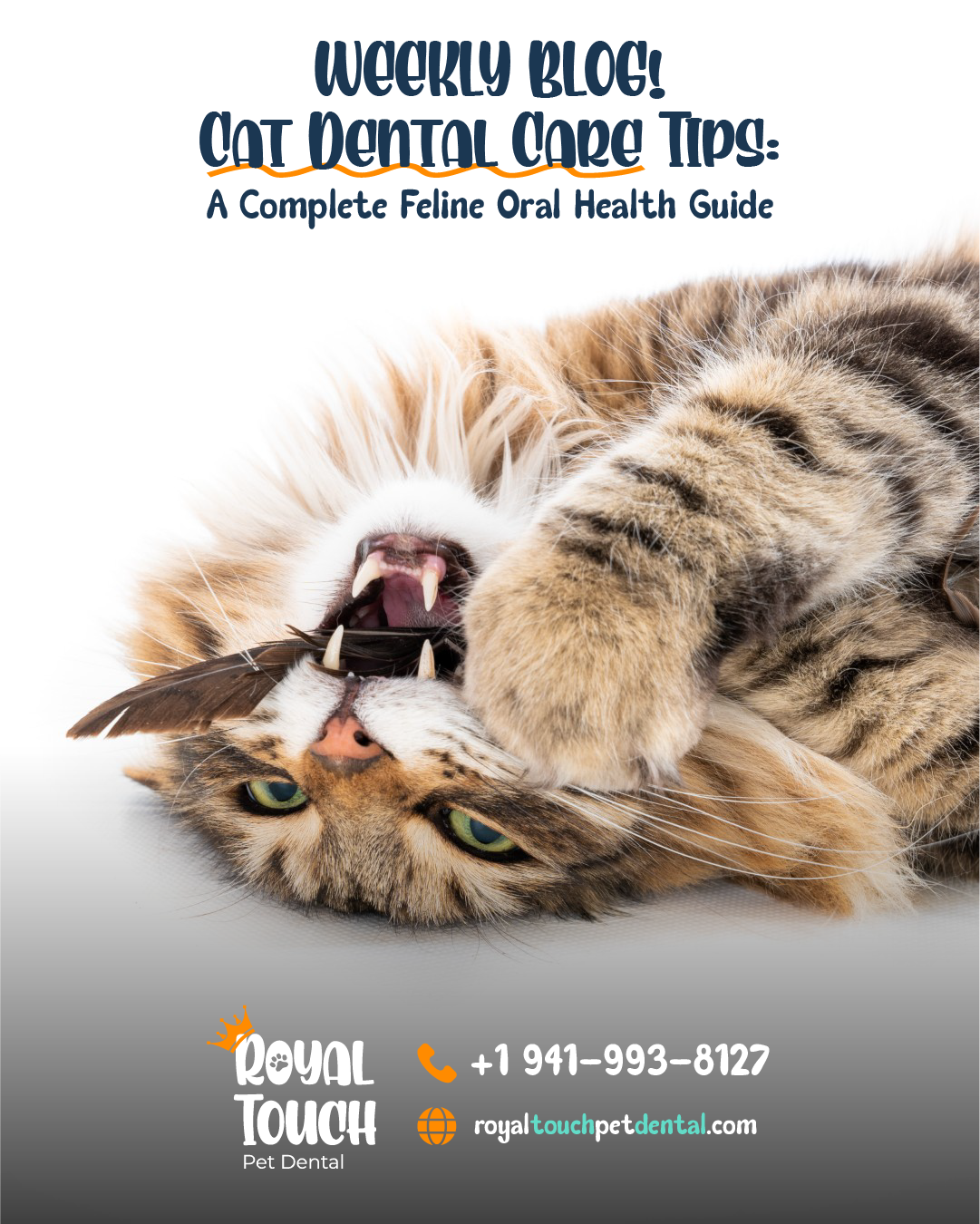 Cat Dental Care Tips: A Complete Feline Oral Health Guide