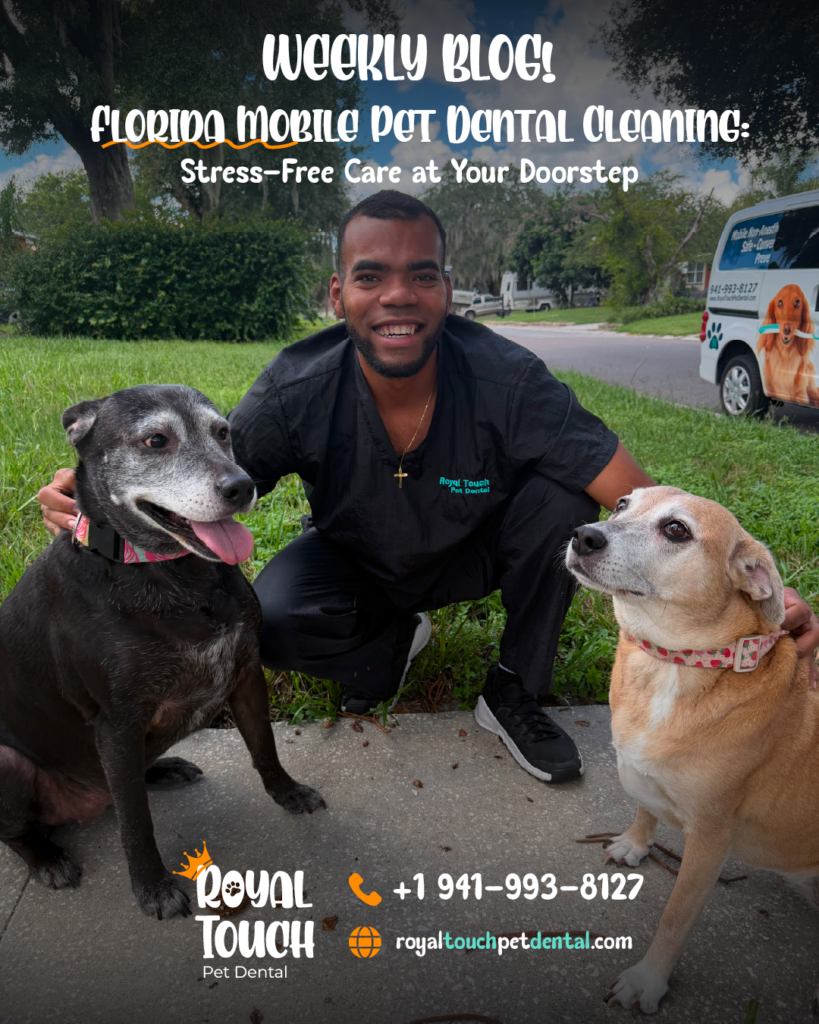Florida mobile pet dental cleaning