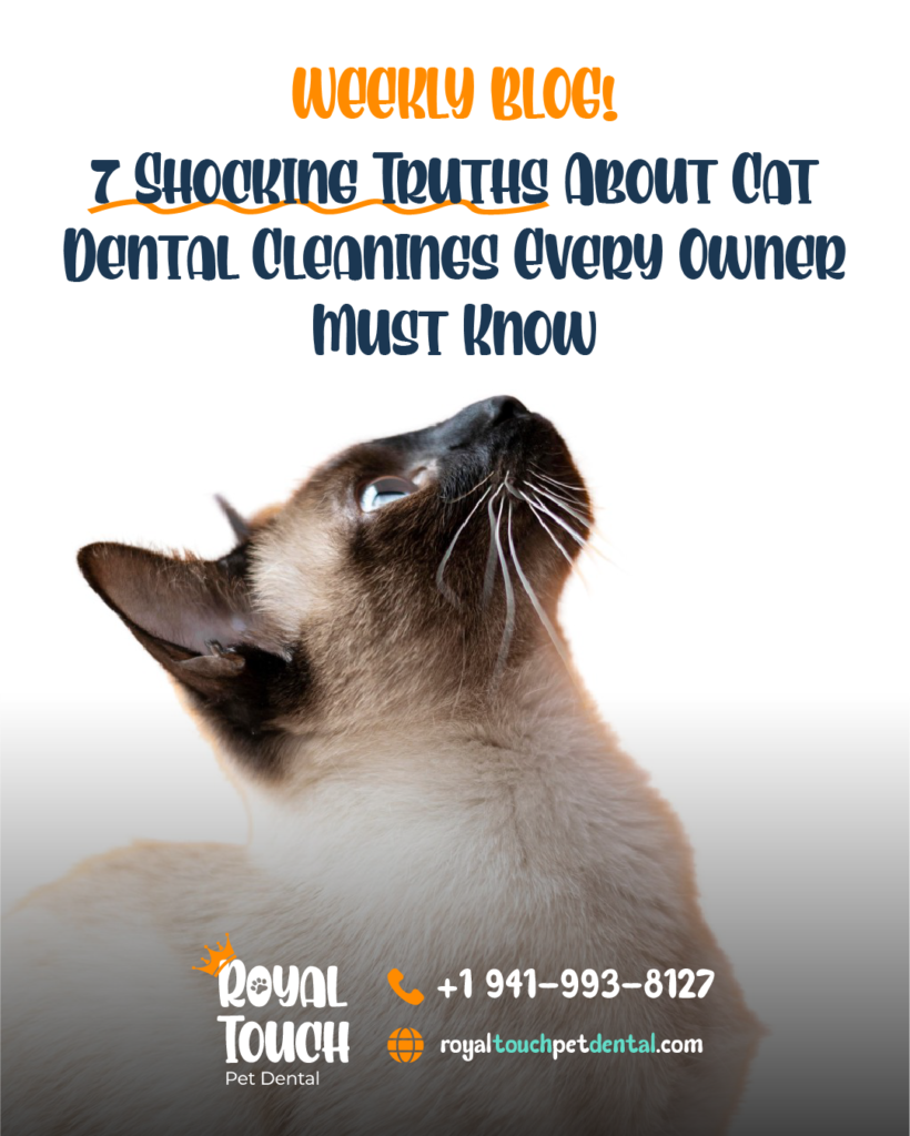 cat dental cleanings