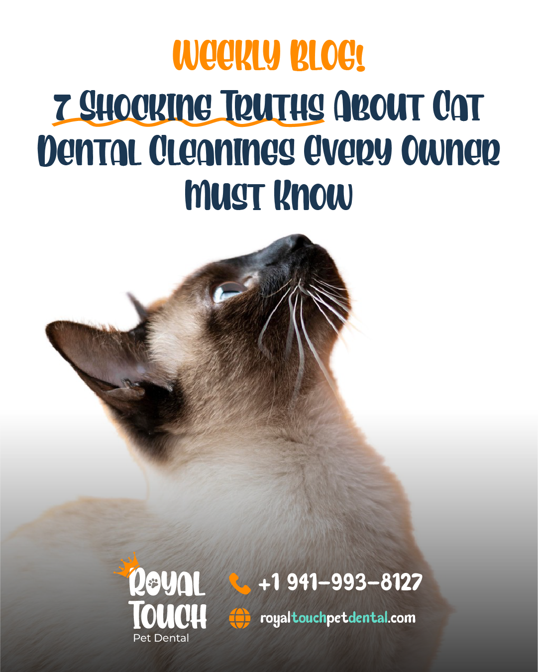 7 Shocking Truths About Cat Dental Cleanings Every Owner Must Know