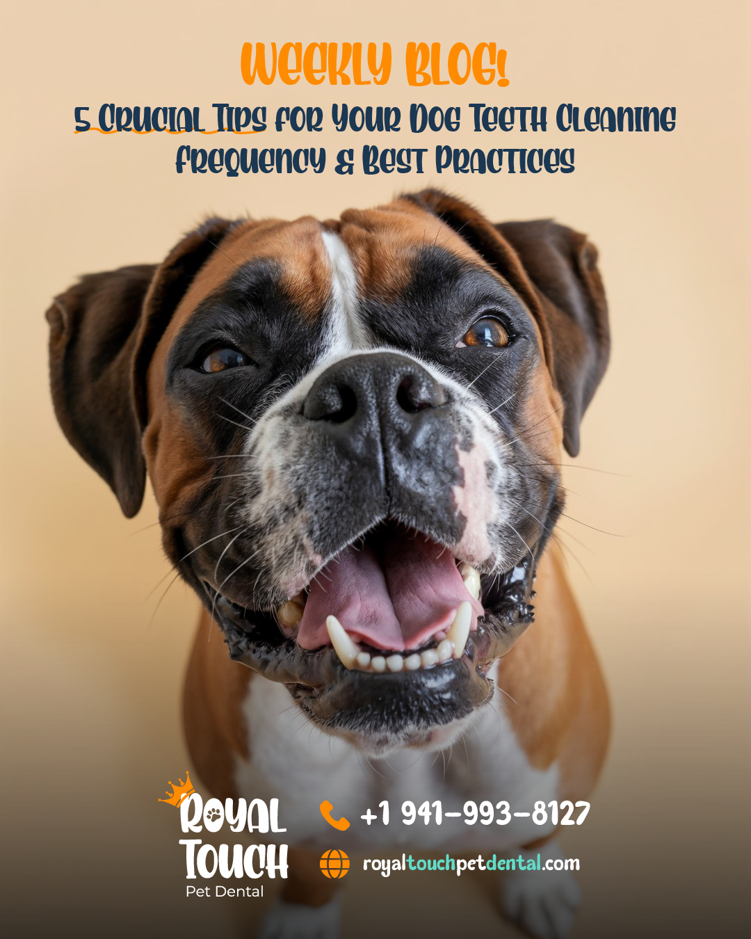 5 Crucial Tips for Your Dog Teeth Cleaning Frequency & Best Practices