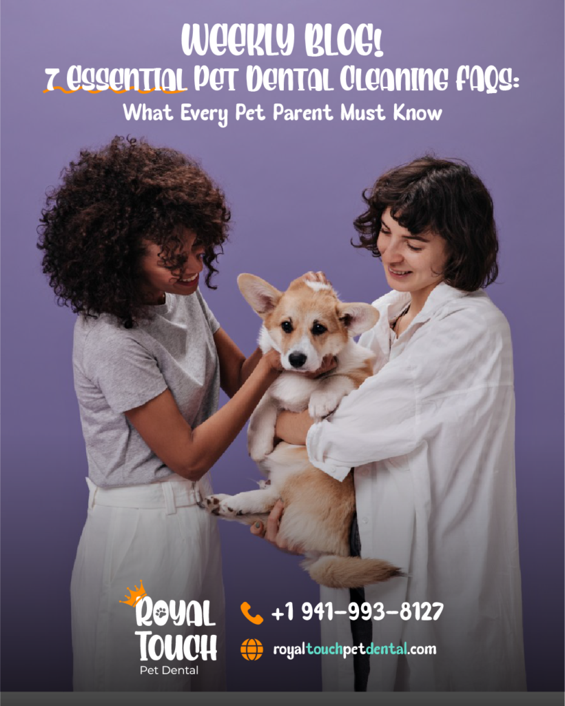 pet dental cleaning FAQs